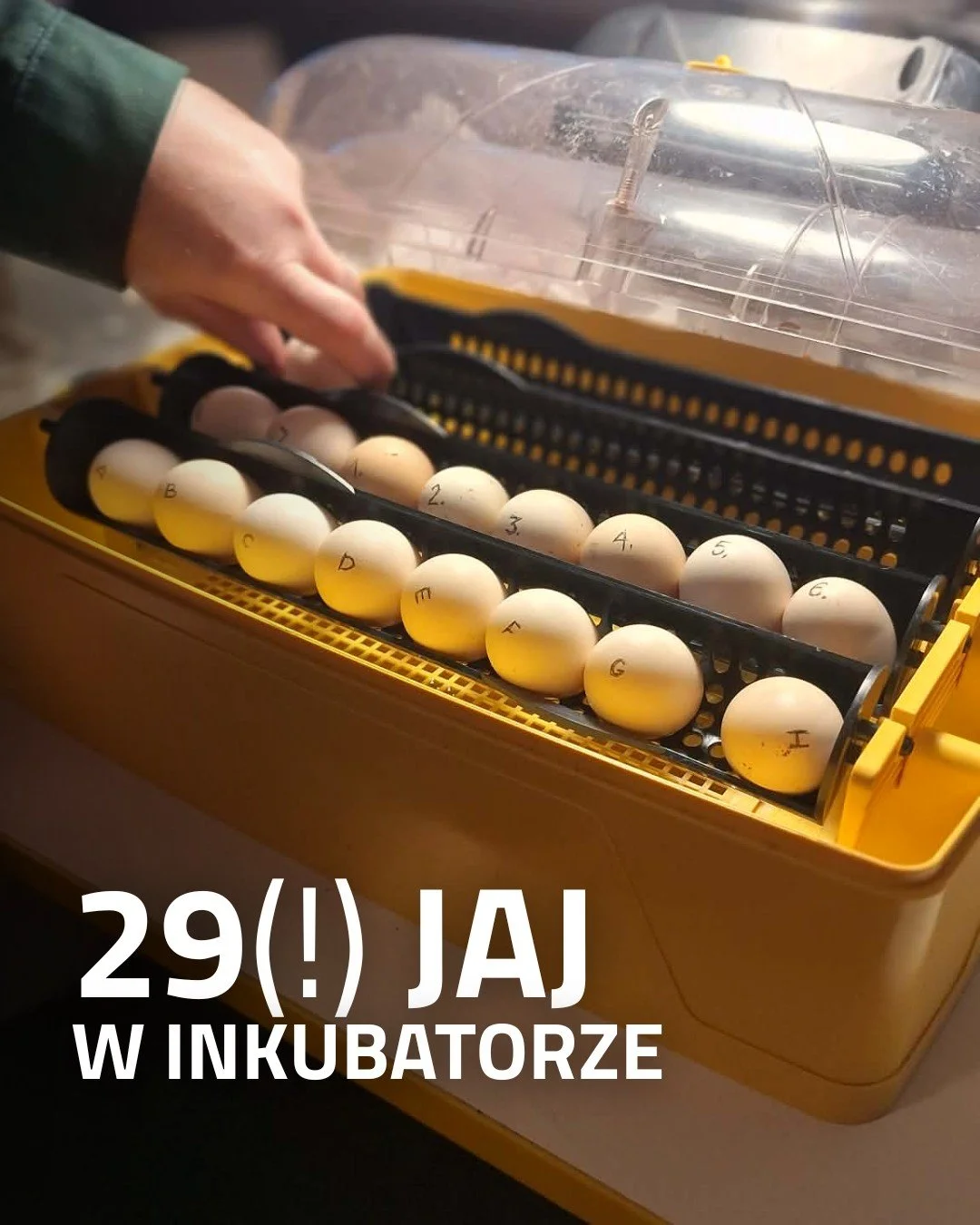 Kilka sł&oacute;w o inkubacji:
1. Aktualnie mamy w inkubatorze 29 jaj od 2 r&oacute;żnych gospodarstw. 
2. Wszystkie kury, kt&oacute;re wyklują się z jaj to SILKI.
3. Zalężone jaja zostały włożone do inkubatora 14 marca, a pisklęta powinny się wykluć