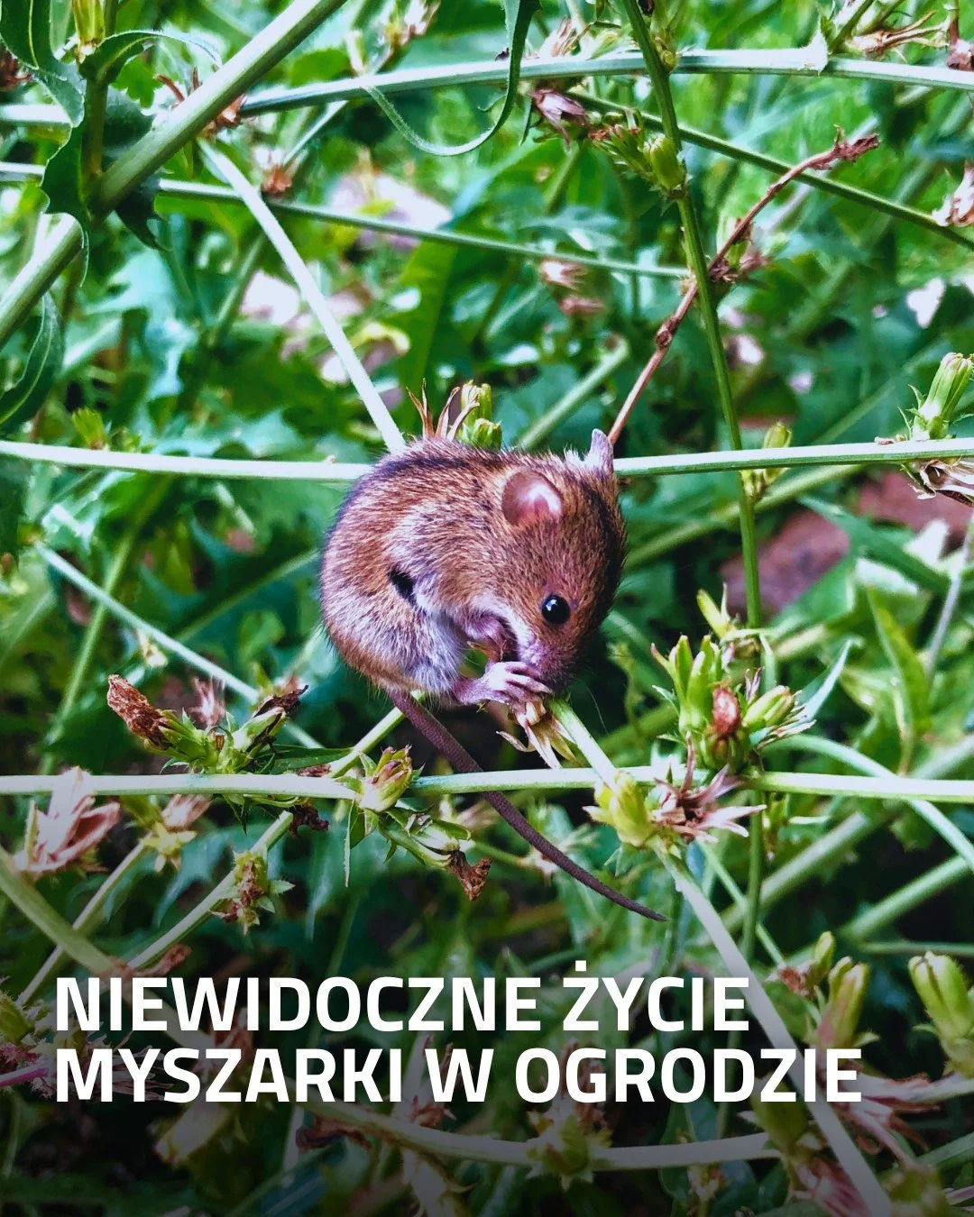 Nasz ogr&oacute;d jest pełen nie-ludzkich mieszkańc&oacute;w. Niekt&oacute;rych łatwo dostrzec i spotkać na co dzień, inni pozostają bardziej skryci i pokazują się tylko tym, kt&oacute;rzy mają trochę cierpliwości (albo szczęścia). 

Każdej nocy odwi