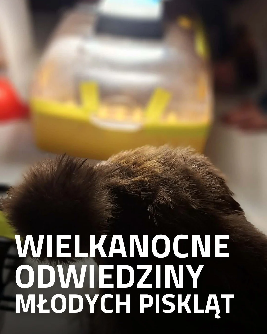 Święta Wielkanocne wszystkim się kojarzą z kurczakami oraz kr&oacute;likami. Świetnie się składa, ponieważ przewidujemy, że w ten weekend wykluły się, długo wyczekiwane &ndash; bo od 3 tygodni! &ndash; pisklaki! 🐣

Z tej, całkiem symbolicznej, okazj