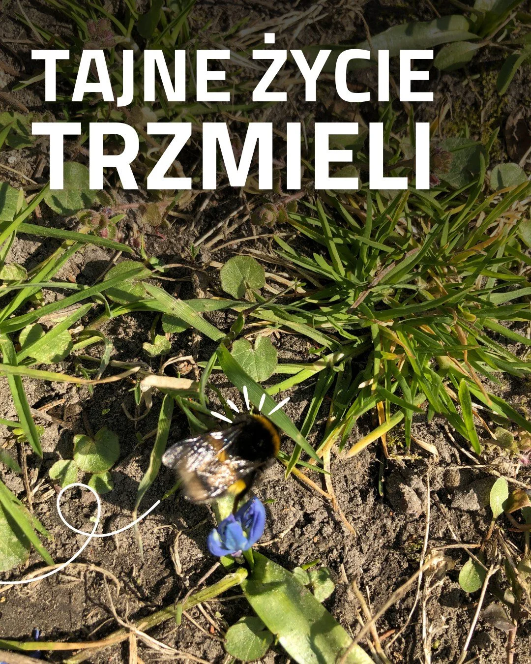 W naszym ogrodzie możecie zaobserwować pojedynczo latające trzmiele. Co się teraz dzieje? 🐝

Każda trzmiela rodzina zaczyna się od jednej kr&oacute;lowej. Po przebudzeniu z zimowego snu wychodzi ona ze swojego podziemnego ukrycia i musi szybko odbud