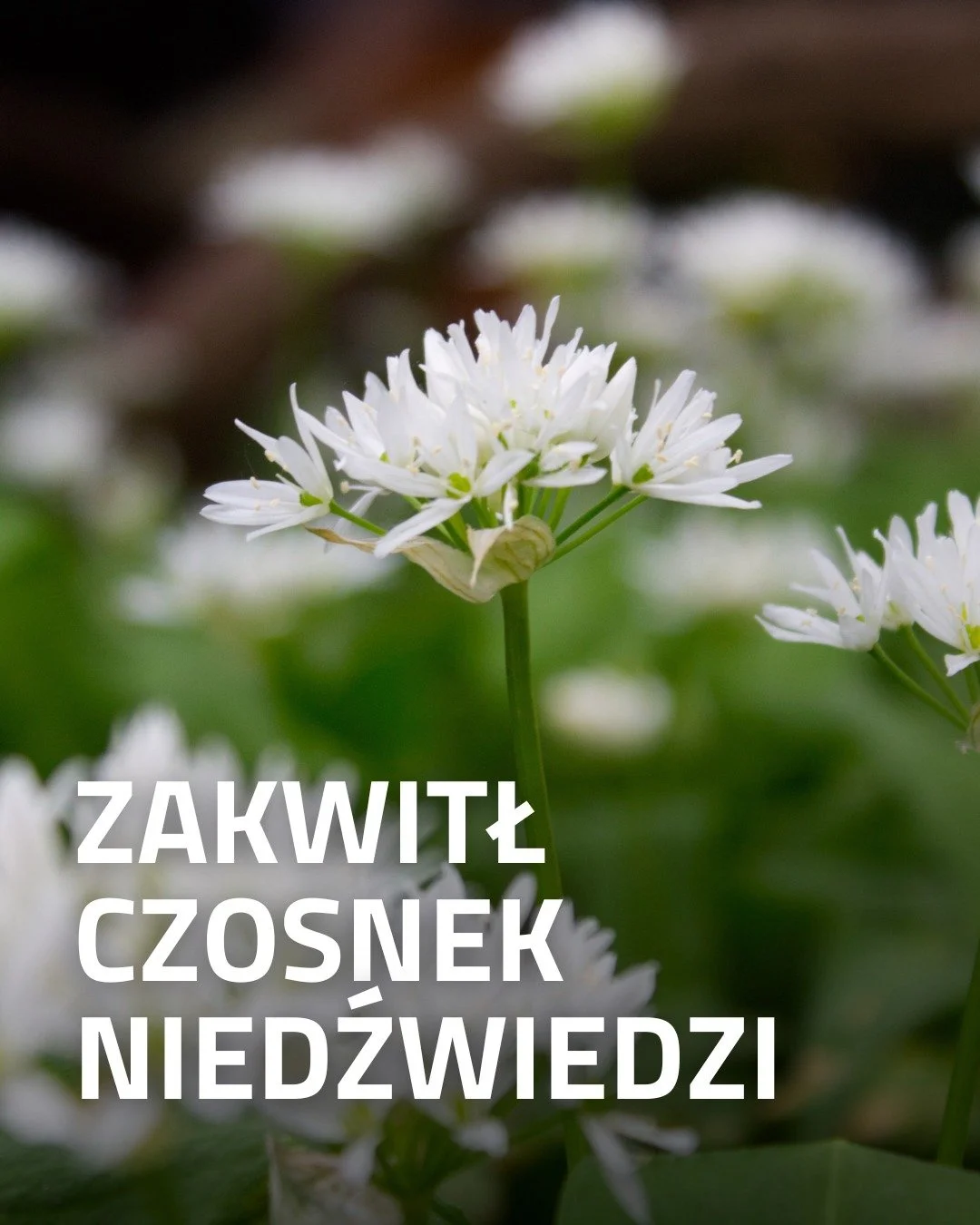 W naszym ogrodzie, za ulami, intensywnie i na sporej powierzchni rośnie czosnek niedźwiedzi. Miłośnicy pesto z jego liści odwiedzają nas tłumnie co roku, jeśli chcecie do nich dołączyć, wpadajcie 🌱

Zrywamy lub obcinamy liście tak, by nie zniszczyć 