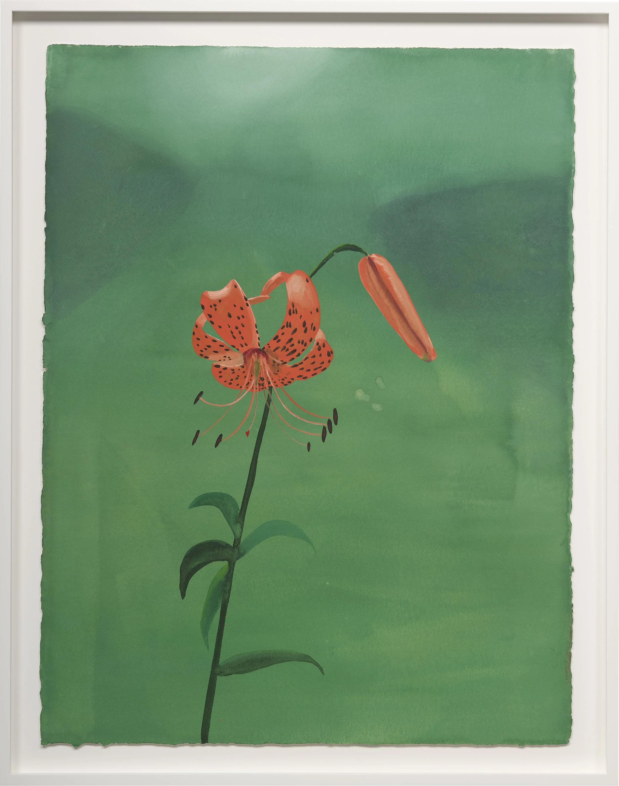 Oniyuri (Tiger Lily), 2025
Watercolor on paper
Framed Dimensions:
33 3/8 x 26 1/4 x 2 inches
Artwork Dimensions:
30 1/4 x 23 1/8 inches