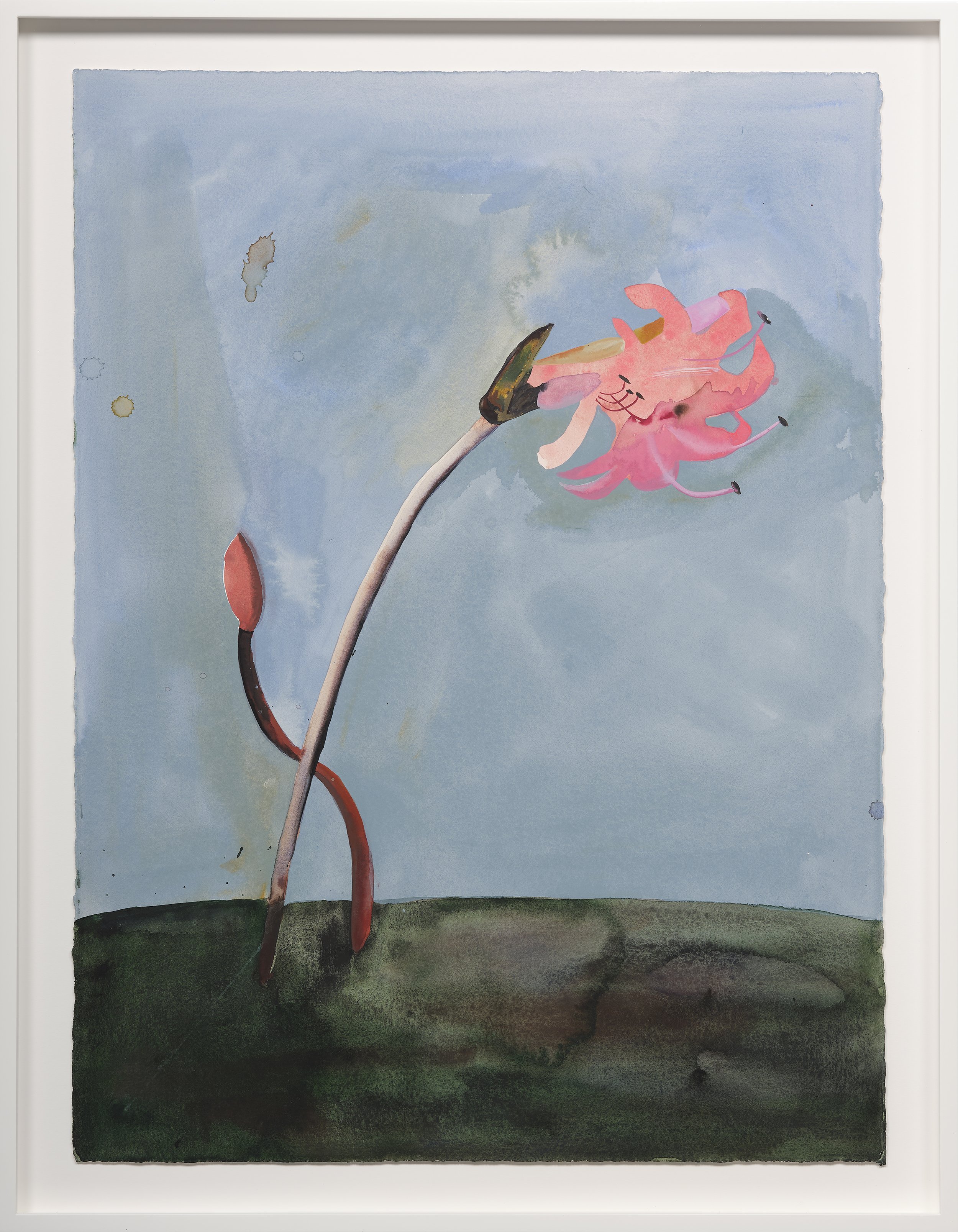 Naked Ladies, 2025
Watercolor on paper
Framed Dimensions:
33 3/8 x 25 7/8 x 2 inches
Artwork Dimensions:
30 1/4 x 22 3/4 inches