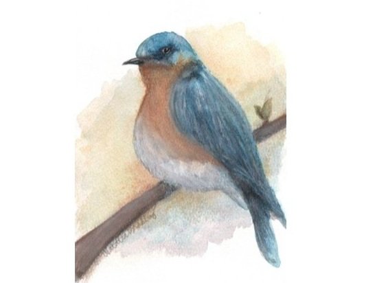 robin+blue+bird+watercolor+by+Natalie+Bradley.jpg
