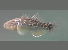 %Fishforsale