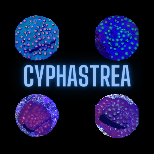 Cyphastrea frag pack.png