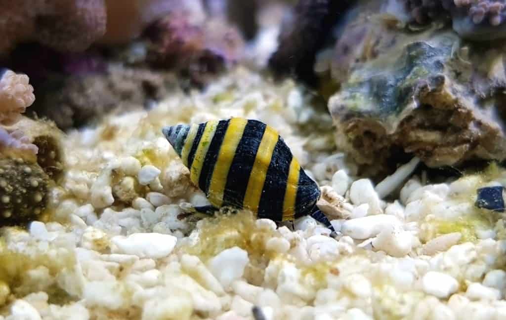 Bumble Bee Snail (5 pack)
