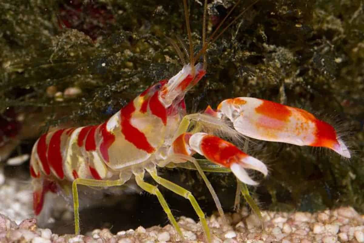 Pistol Tiger Shrimp
