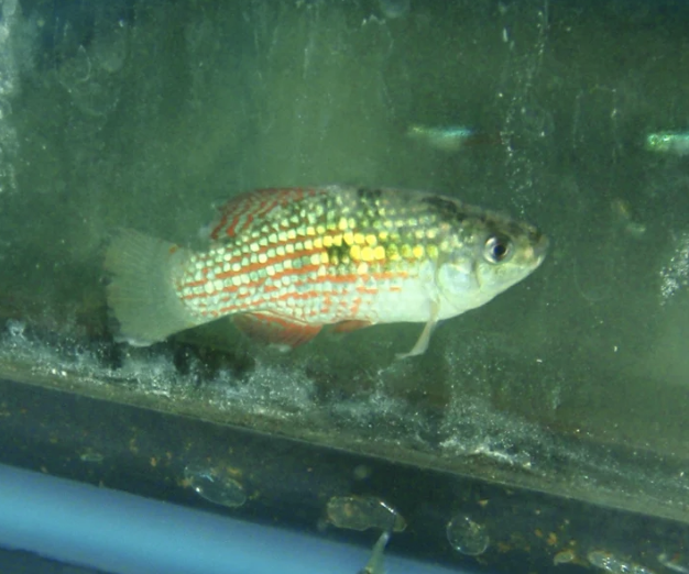 American Flagfish