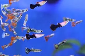 %Fishforsale