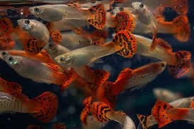 %Fishforsale