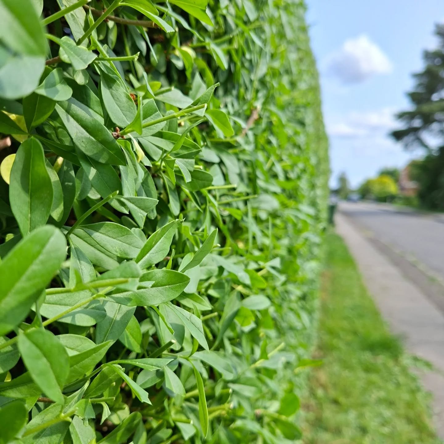 To prune or not to prune prior to Sankt Hans.

There's 3 teams in Denmark. Those that prune prior to Sankt Hans (this Monday when bonfires burning witches will occupy the land). Those that don't, and those that offer free feedback on when one should.