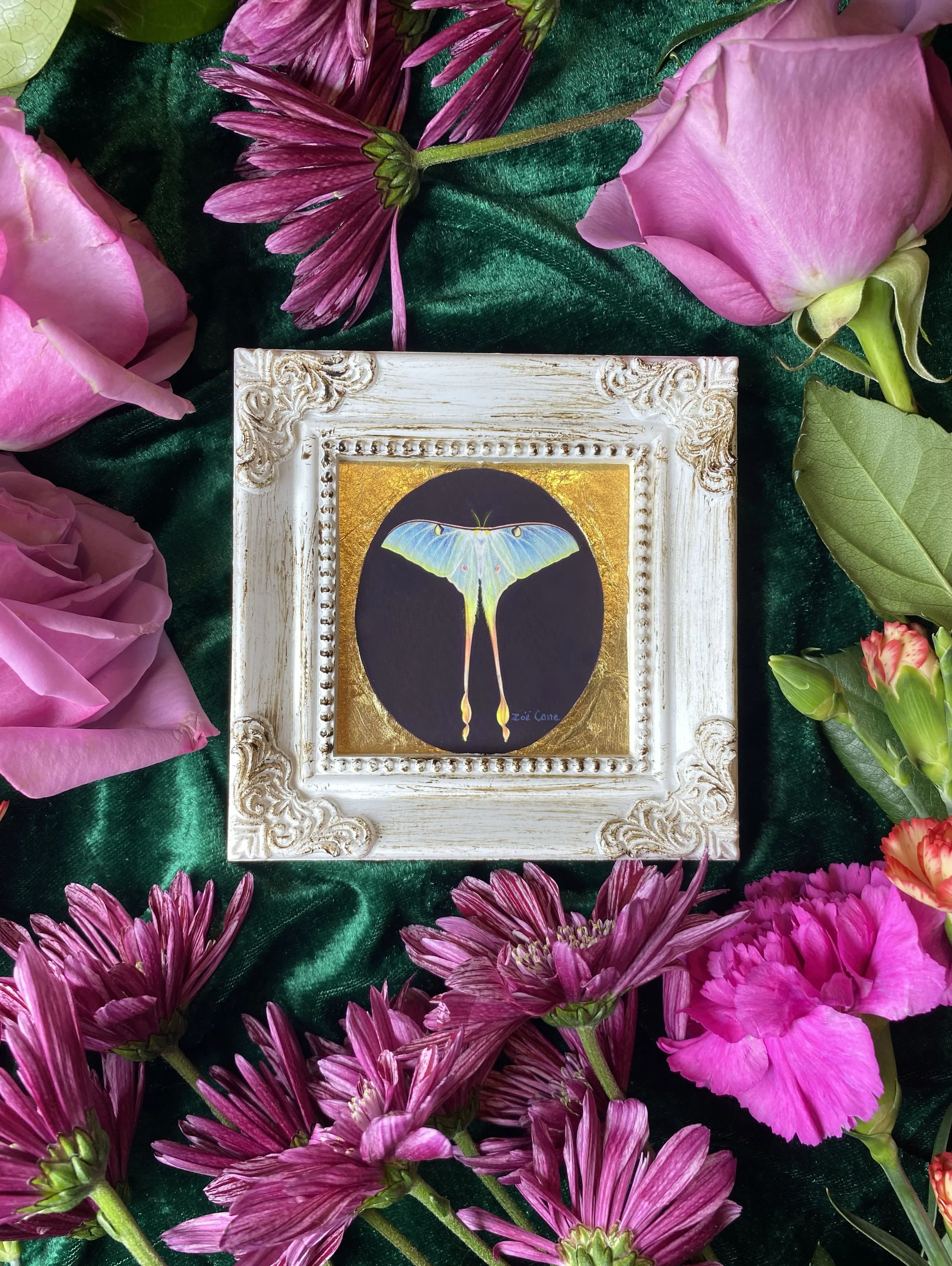 Chinese Moon Moth in 24k Gold (Square)