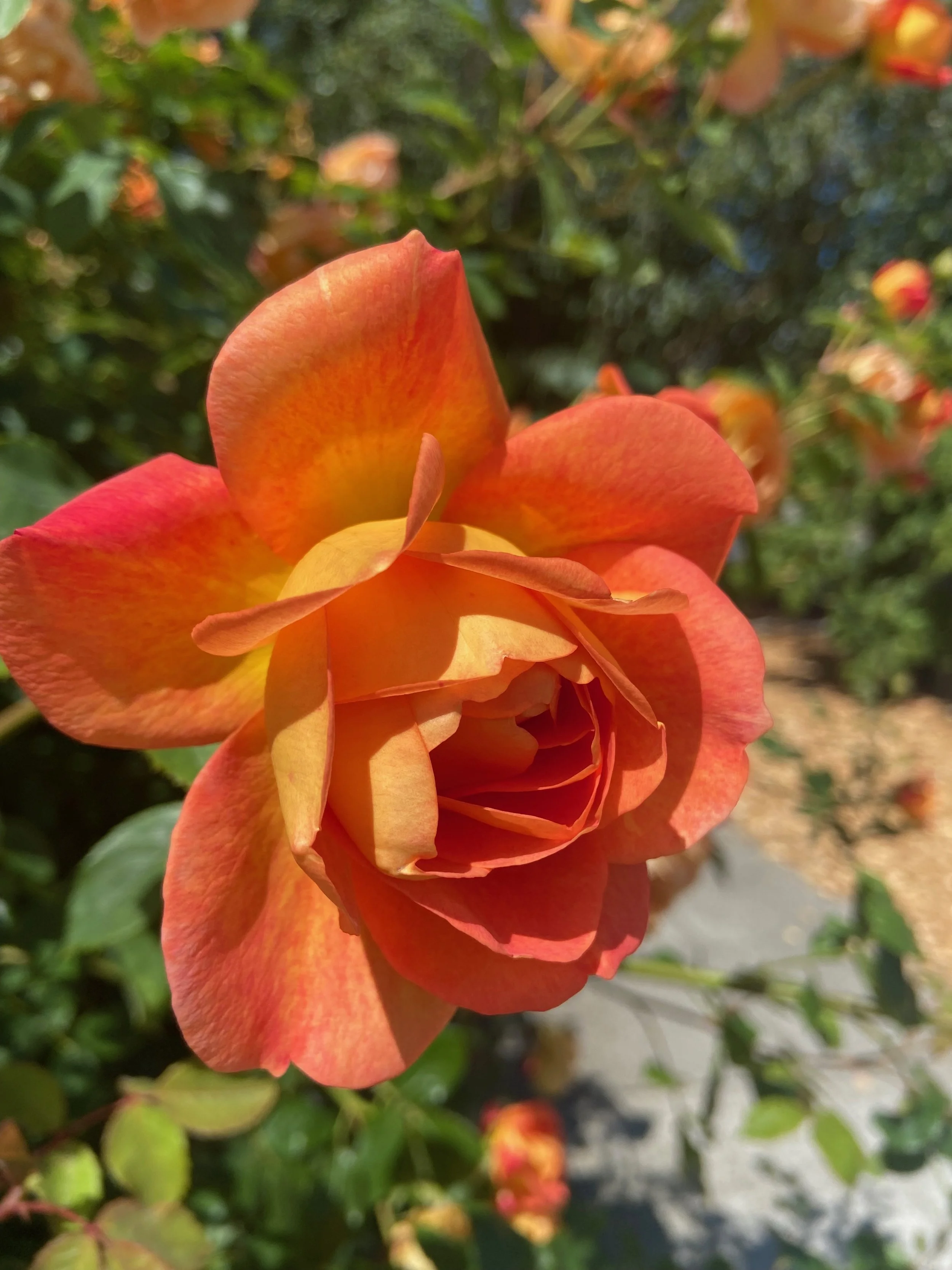 photography9.jpeg