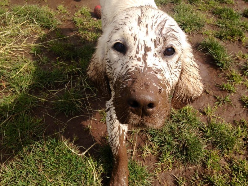 muddy-aspen.jpg