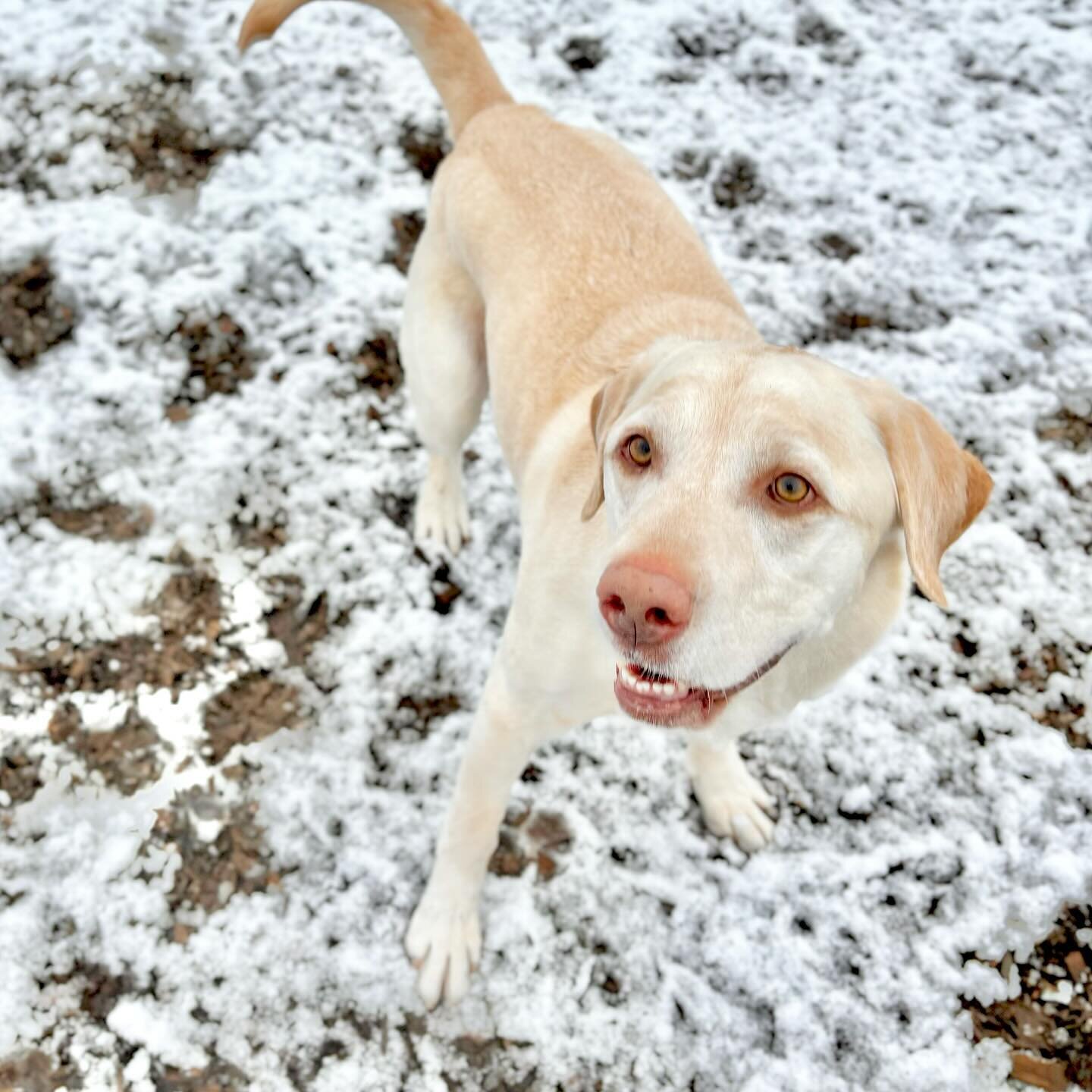 Here are some &ldquo;throwback&rdquo; photos (from, um, a couple of days ago haha) of the brief snow day we had out here. It was only for a couple of hours, but the dogs enjoyed it while it lasted! ❄️❤️🐶