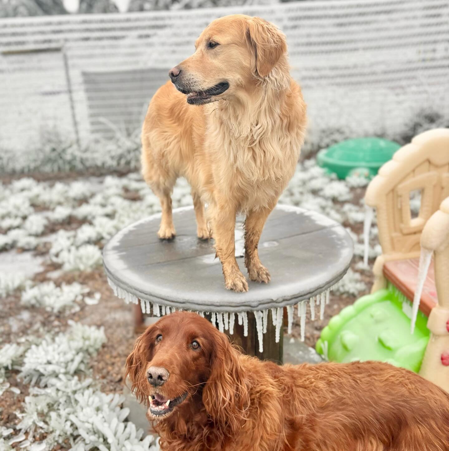 How is everyone holding up today??? Luckily the dogs don&rsquo;t seem to share our feelings of inconvenience about the weather, they think the ice is ❄️the best thing❄️! We hope all of your dogs are just as &ldquo;oblivious&rdquo; as ours 😉 

Stay w