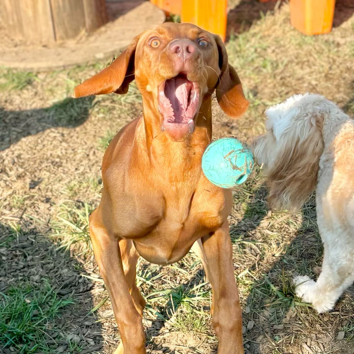 🎾Another Round of Fetch Faces!🎾 

We&rsquo;ve had a decent amount of ball-crazy kids here the last couple of days, and they were more than happy to show off their skills for you guys 🥰🐶🎾