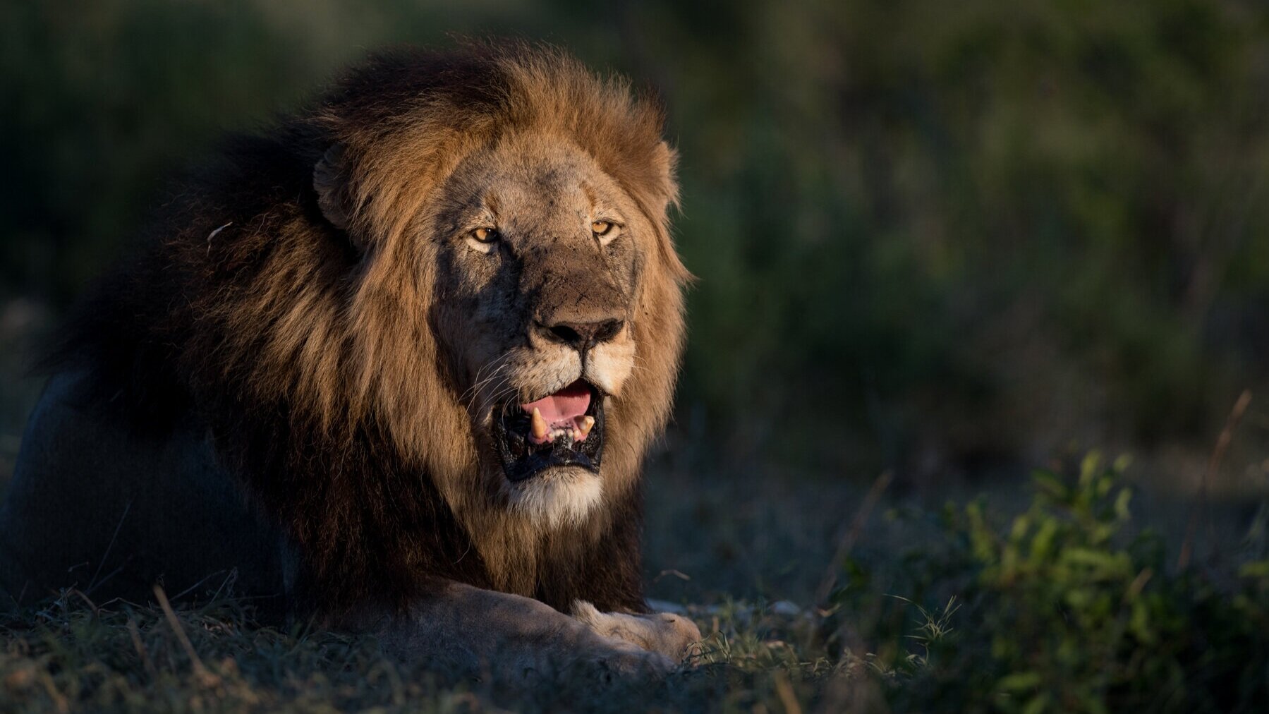 Wildlife-Lion-Singita-Kruger-National-Park.jpg