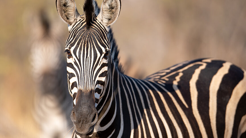 Wildlife-Zebra-Singita-Kruger-National-Park.jpg