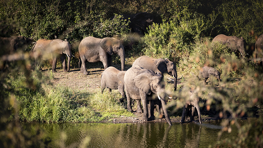 Singita-Lebombo-Lodge-Elephants.jpg