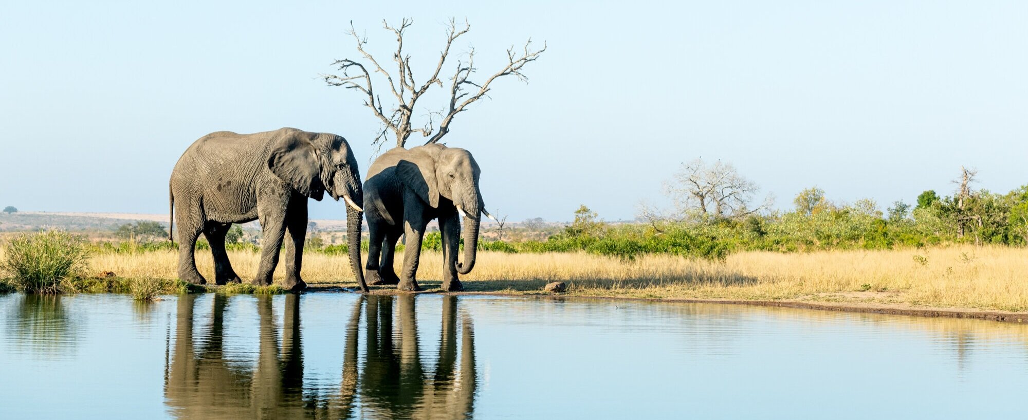 Elephant+%7C+Ross+Couper+2.jpg