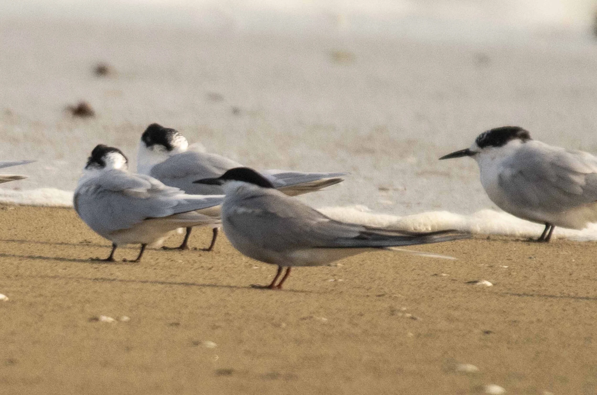 Birds of Manukapua - The Common Tern