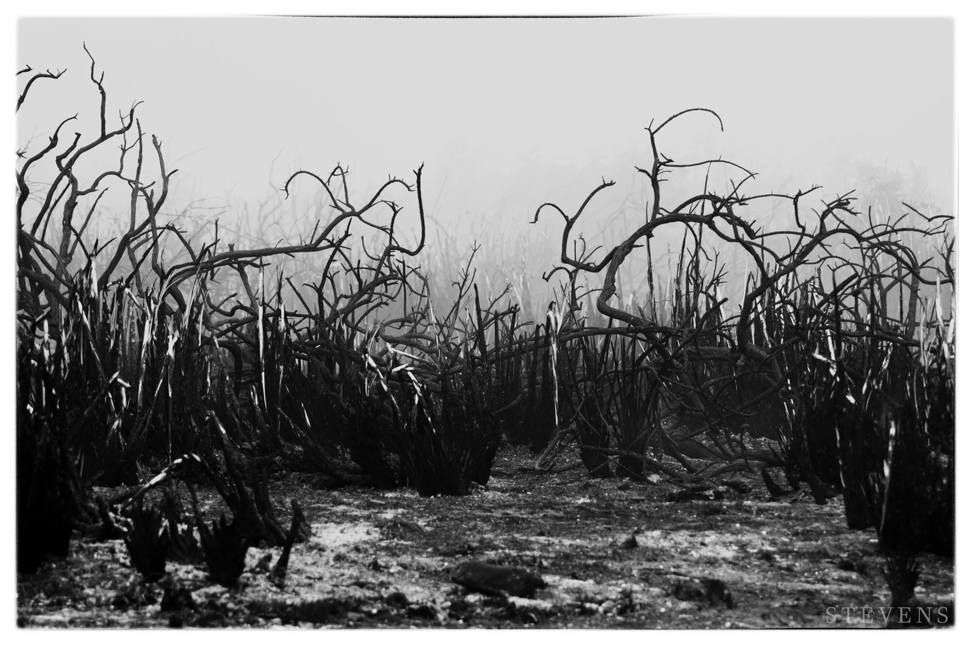 Tapora Fire - February 2013