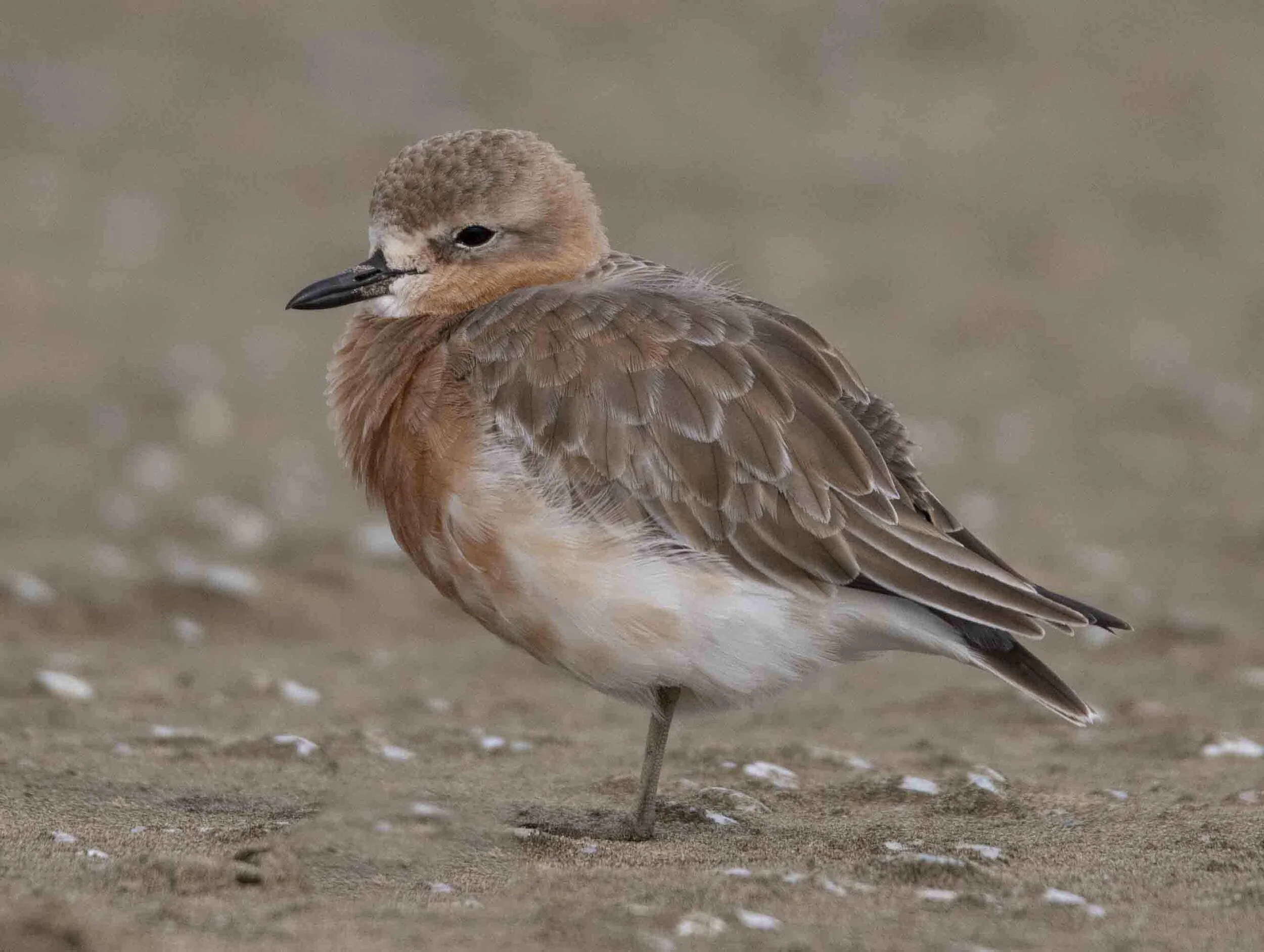 Birds of Manukapua - NZ Dotterel
