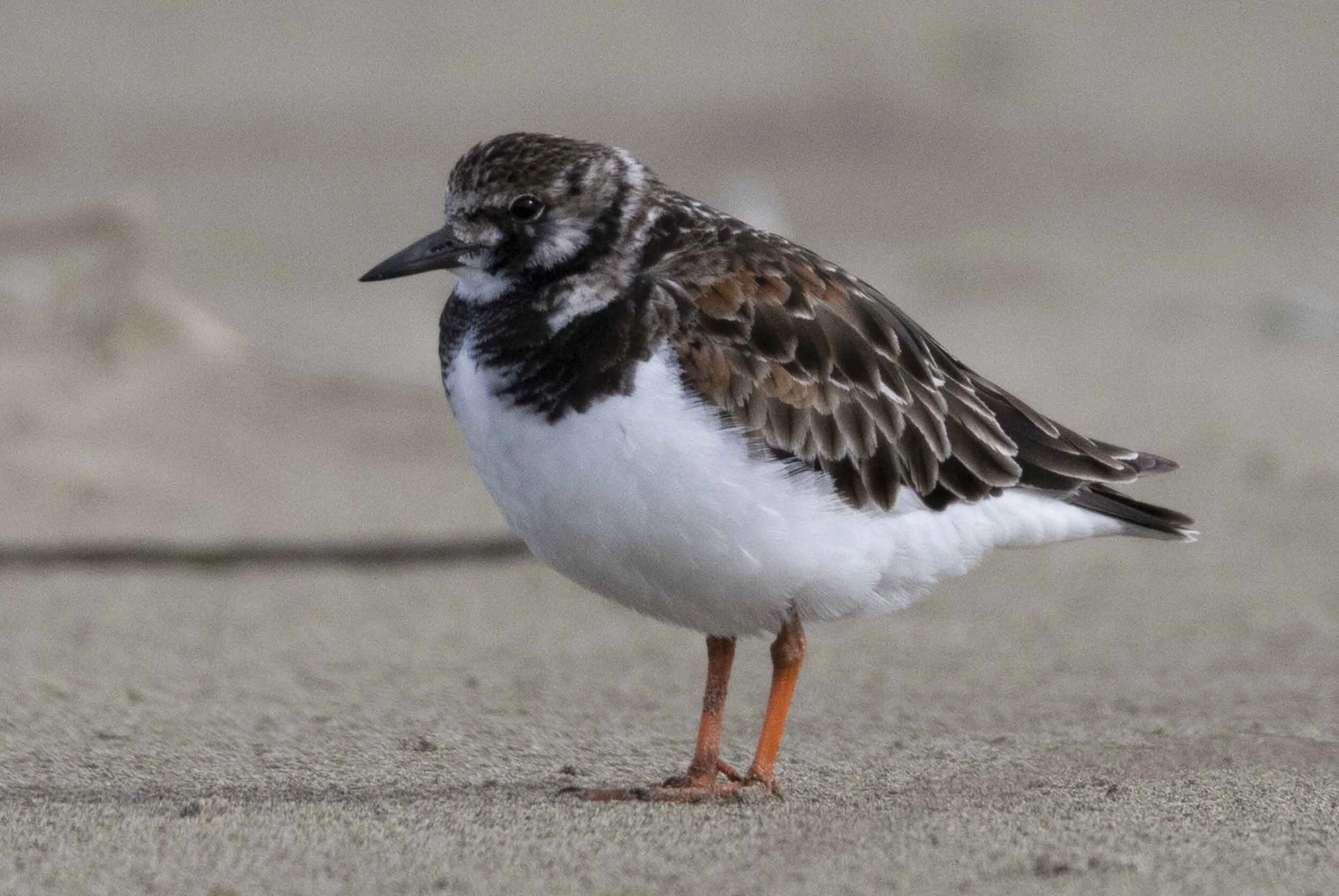 Birds of Manukapua - Ruddy turnstone