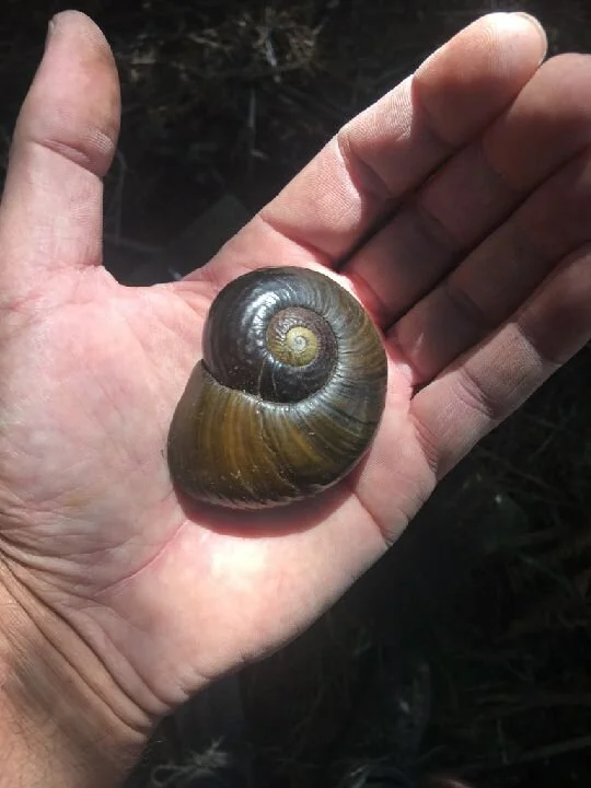 Kauri Snail/pupurangi - Tapora 
