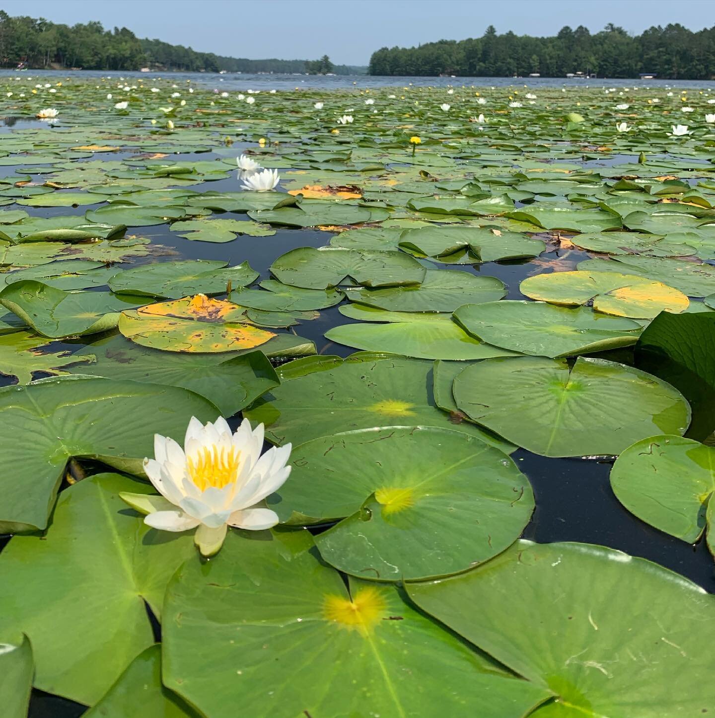 Today, the balancing act of tending to my needs while away from the comforts of regular life looked like this. 

I&rsquo;ll take it. 

#ratherbecreative
#lilypadforest 
#lotusblooms 
#littlesaintgermainlake 
#northwoodswisconsin 
#jitterbugperfume 
#