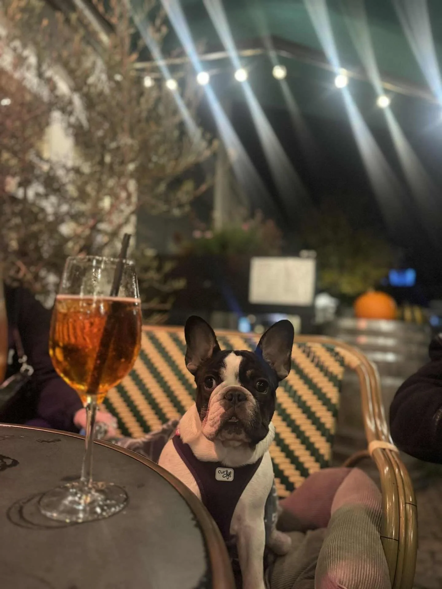 Fra tirsdag d 11 nov summer Bistroteket af jul og alt hvad dertil h&oslash;rer. Denne weekend er derfor sidste chance for at smage efter&aring;rsmenuen og vi har f&aring; ledige borde.
Jul eller ej s&aring; er der fortsat hygge p&aring; terrassen og 