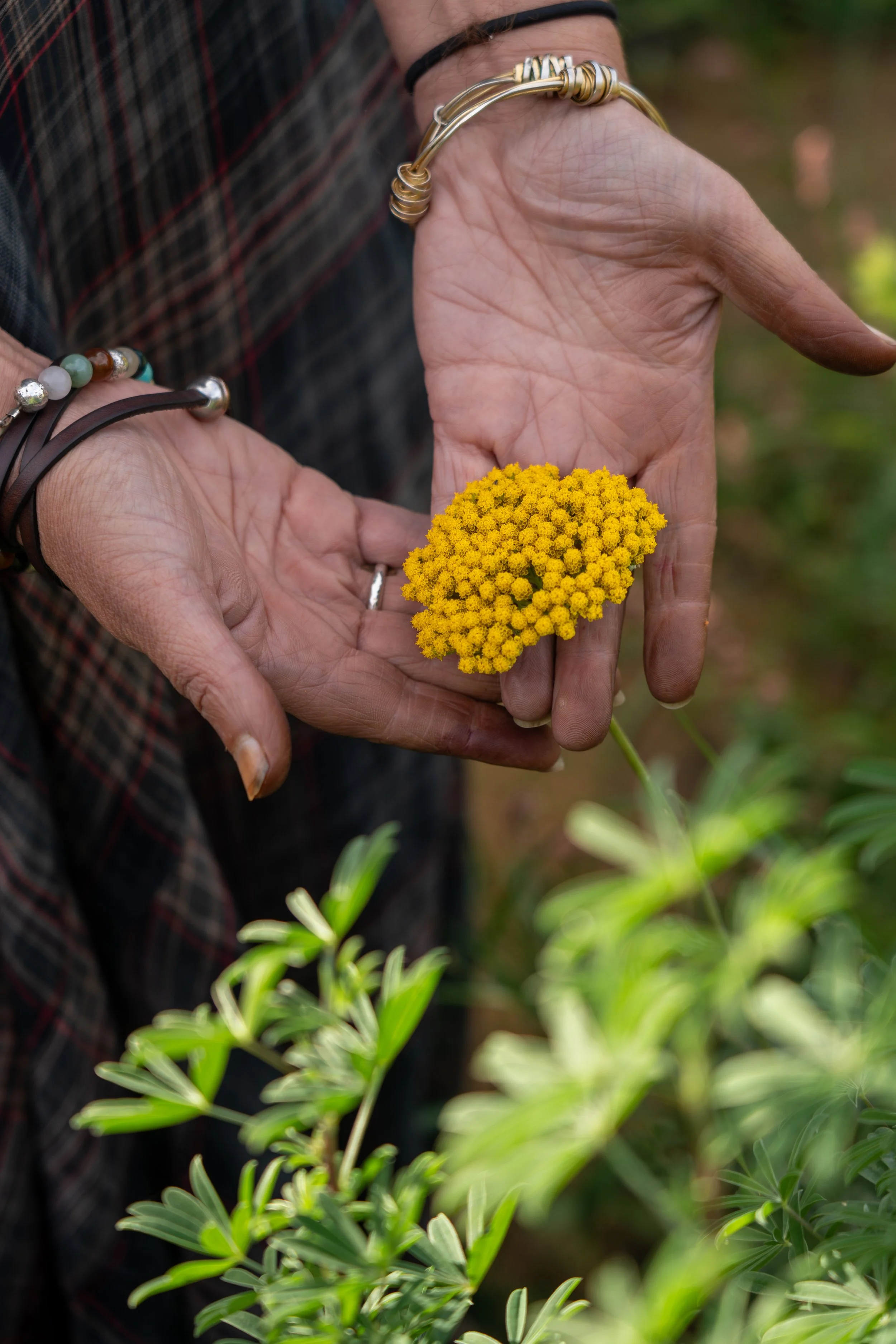 Wild Medicine Walk - Saturday 25th April