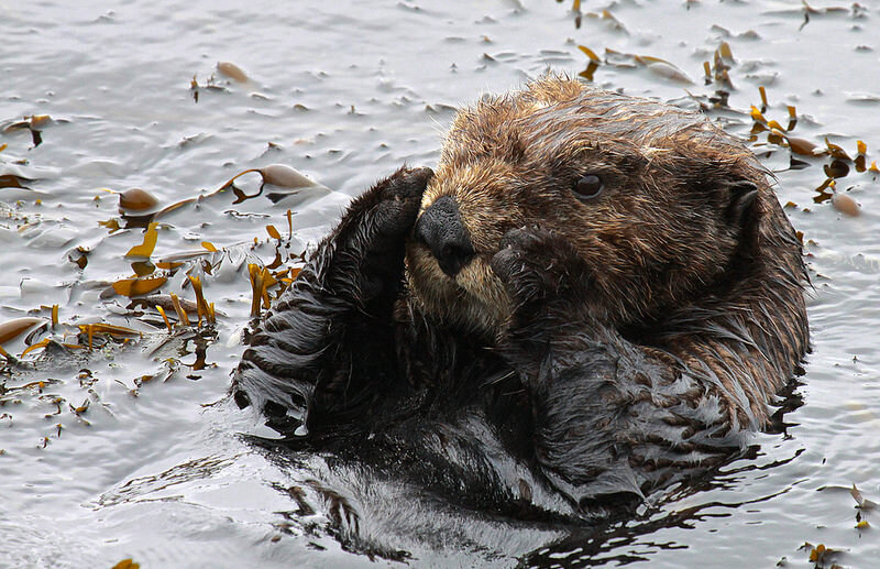 Elakha Alliance, Carswell Otter in Kelp.jpg