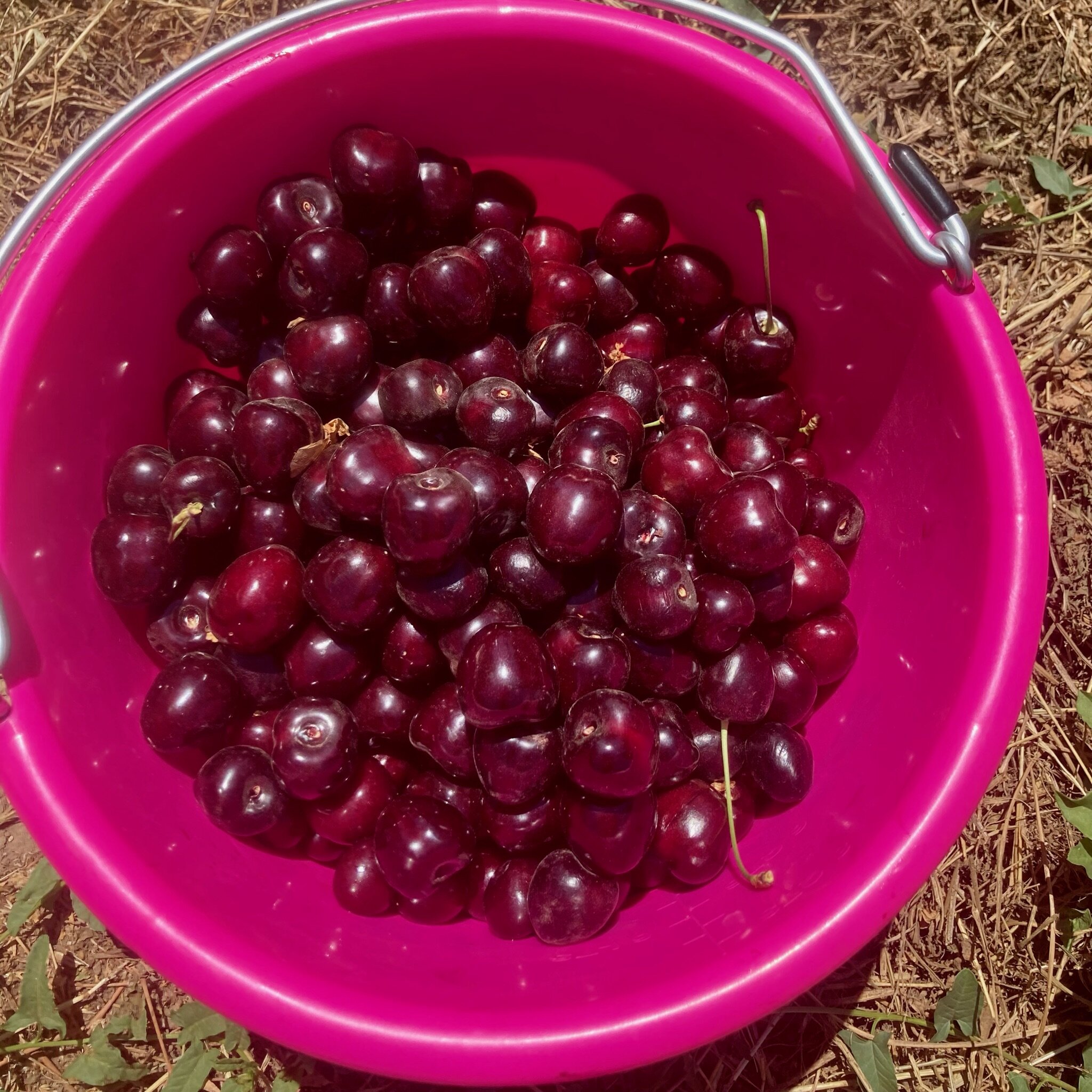 Duo of Cherry Danish with Freshly Milled Rouge de Bordeaux Flour