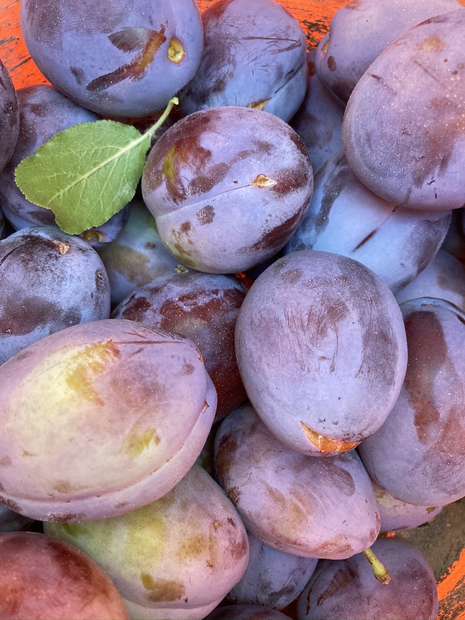 Duo of Harvest Tarts