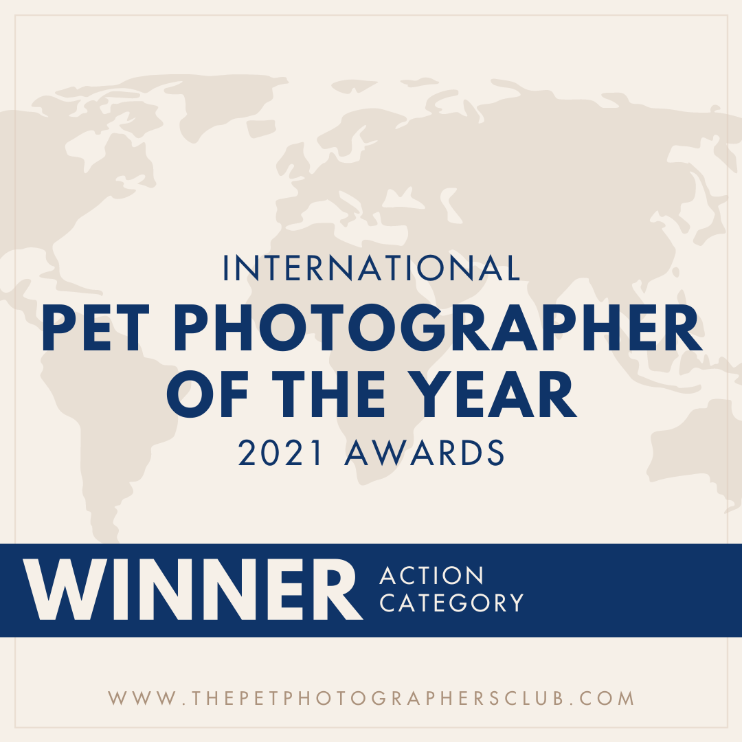 Action Category winner for 2021 International Pet photographers of the Year Awards