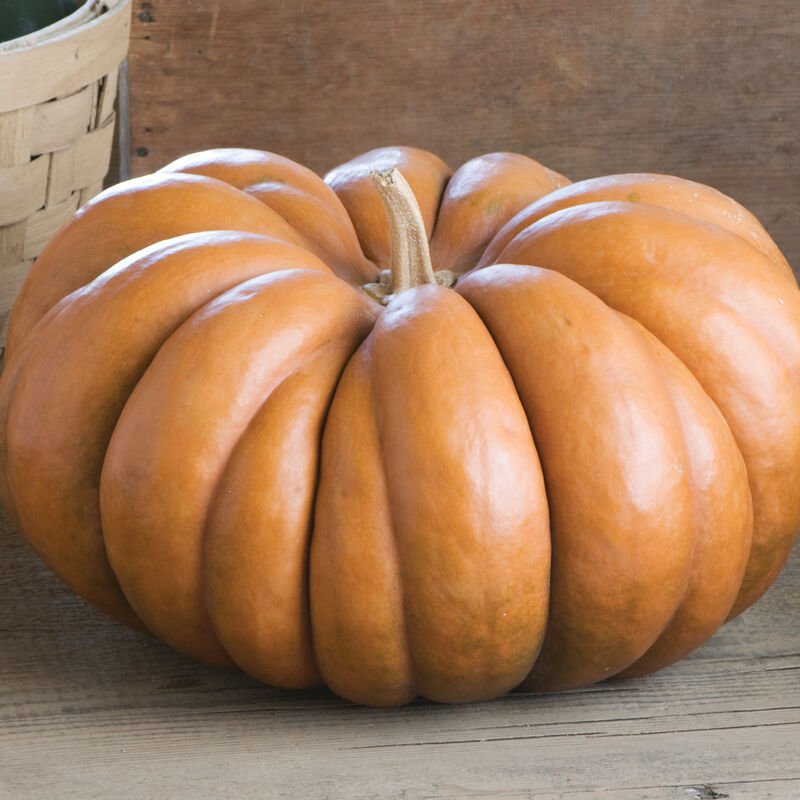 musque provence pumpkin.jpg