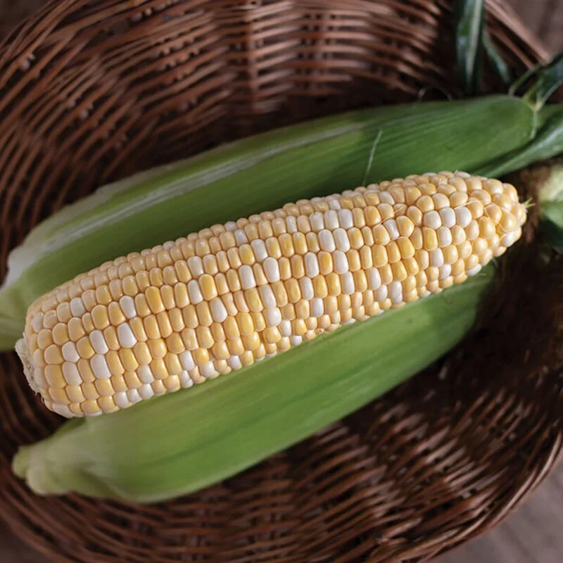 corn.jpg