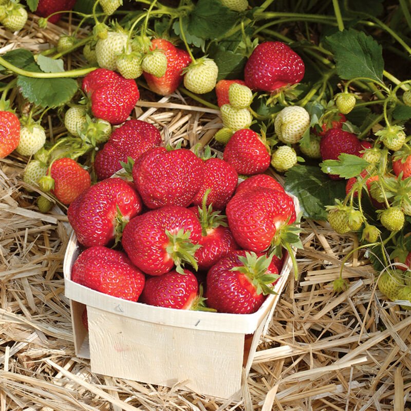 honeoye strawberry.jpg