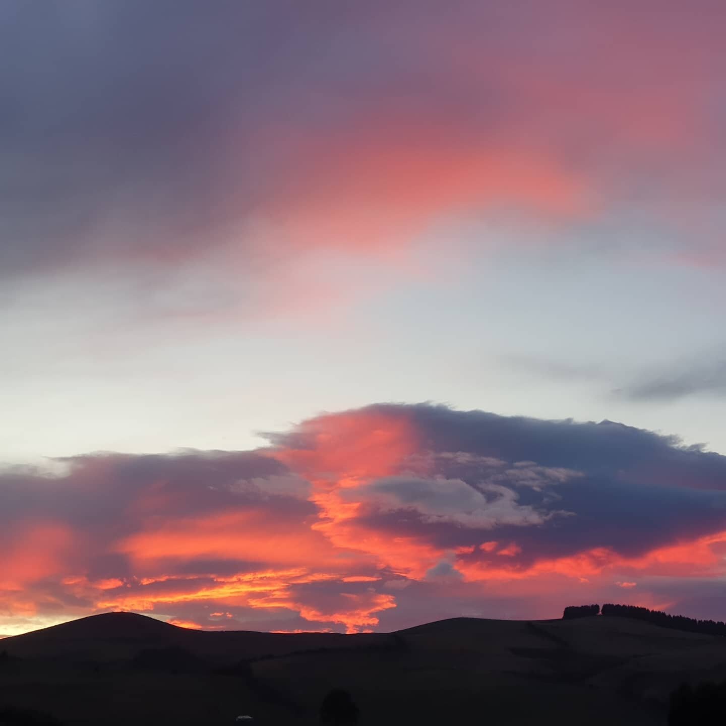 Always good to have something to smile about early in the morning.
Pretty start to harvesting in saffronland. Perhaps tonights snow forecast will ramp them up
#saffroninthesouth #kiwimade #southproudartisanproduce