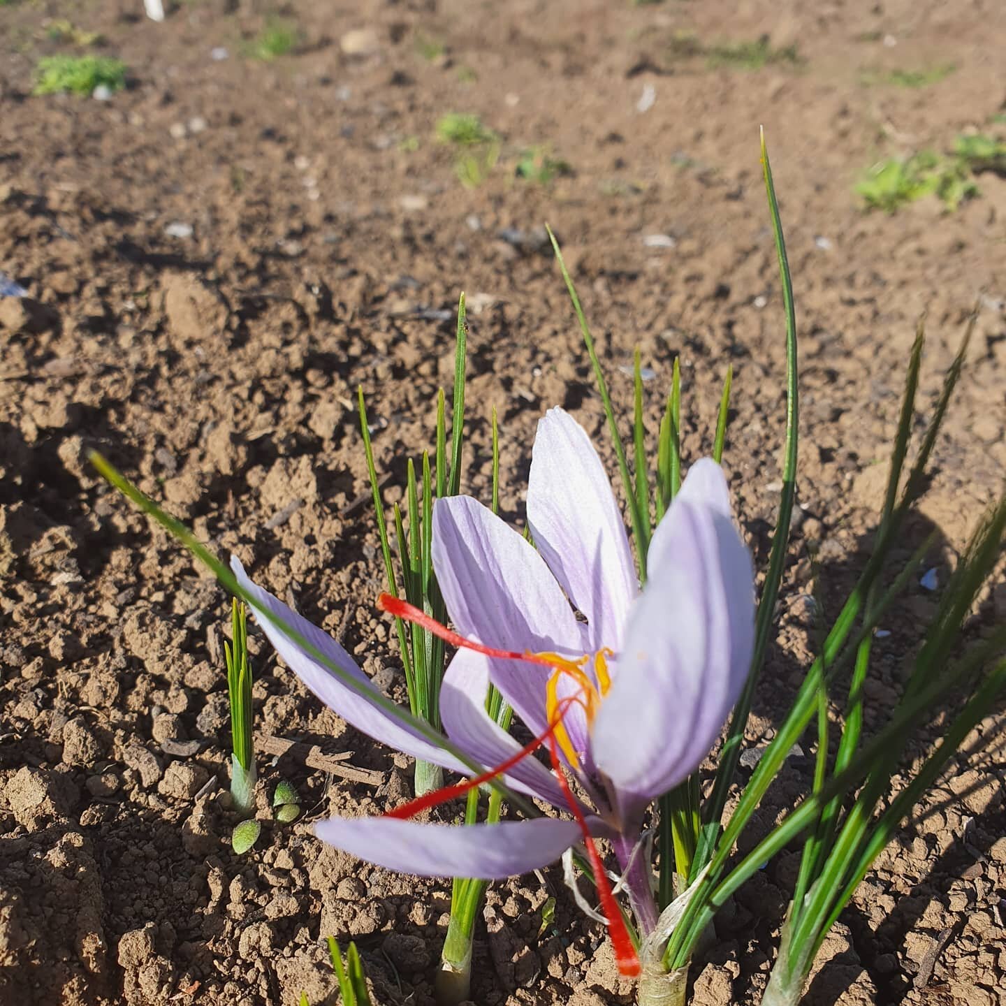 The very first one and on the last day of March. Delighted to see these flowers again. Harvest will be a challenge this year, but we'll process as many as we are able
Bring on saffron 2020 🥳 
Check out our video of 2019 harvest at YouTube- My Southl