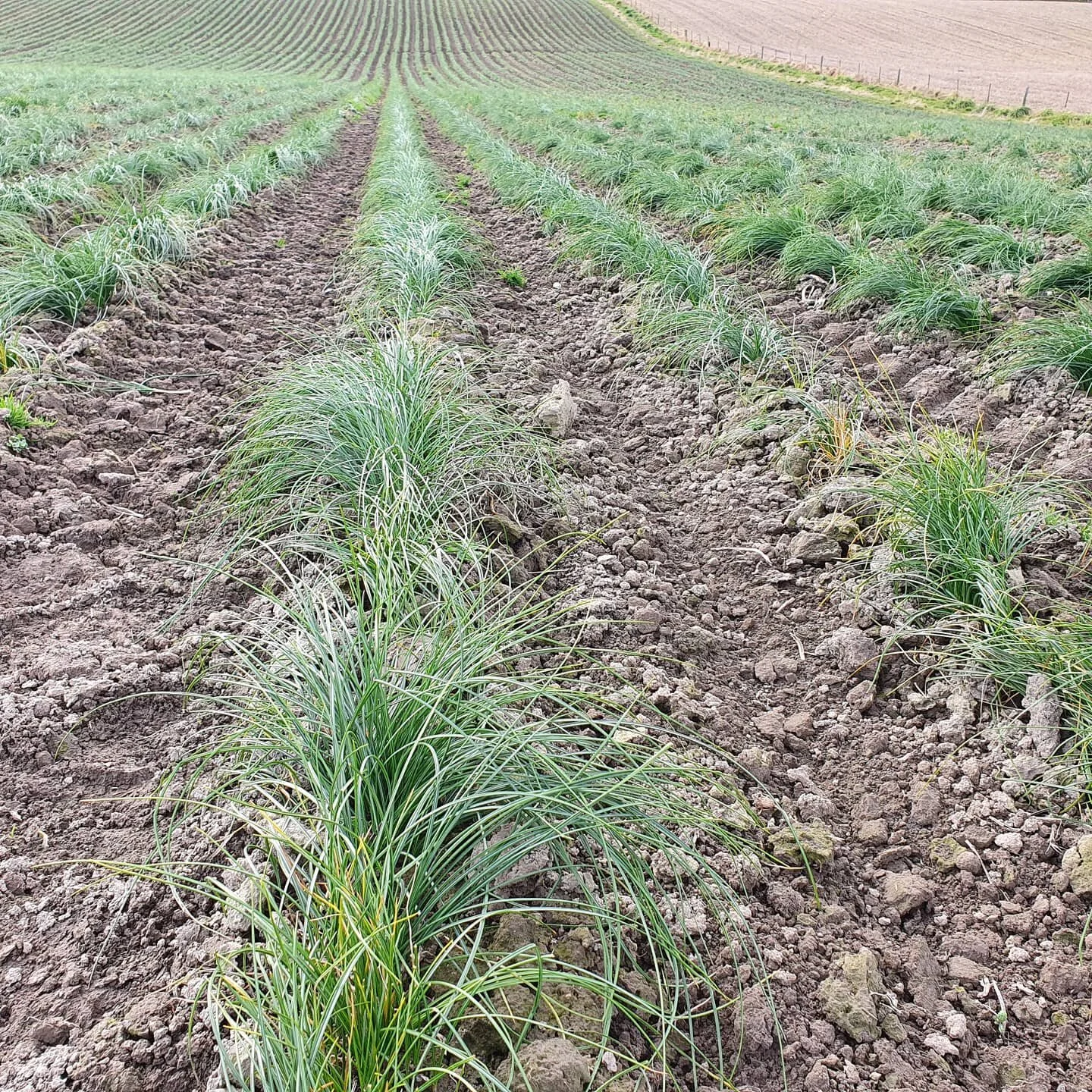 Time for weeding and feeding if we want rows of purple next year 💜 
@localproduce @kiwisaffron