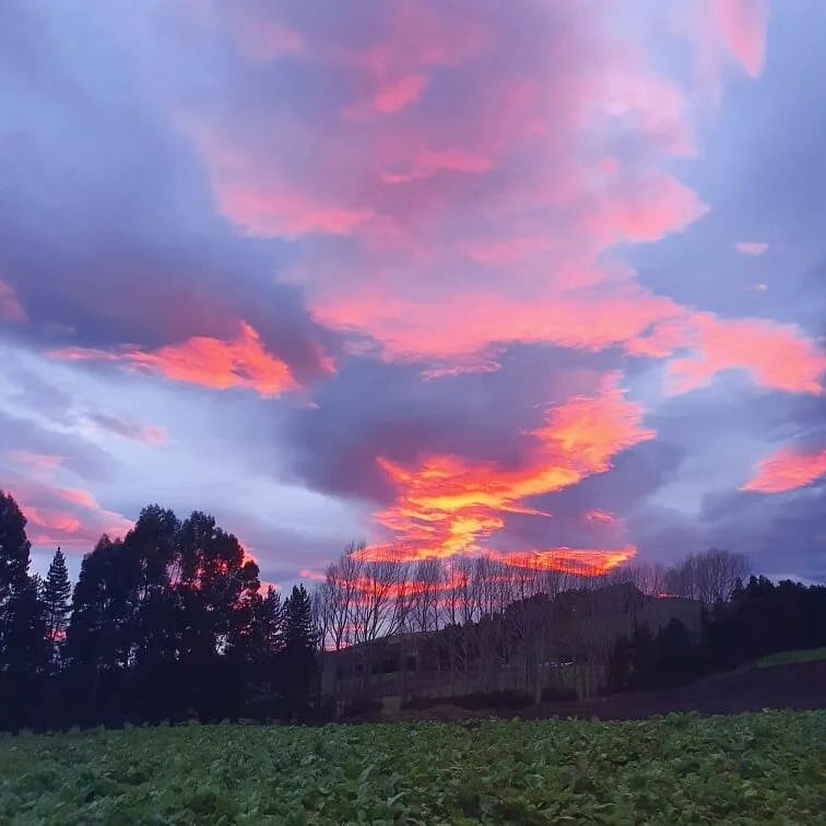 Stunning start to my day, pretty perfect in saffronland today
@enjoythemoment @kiwisaffron  @southproud