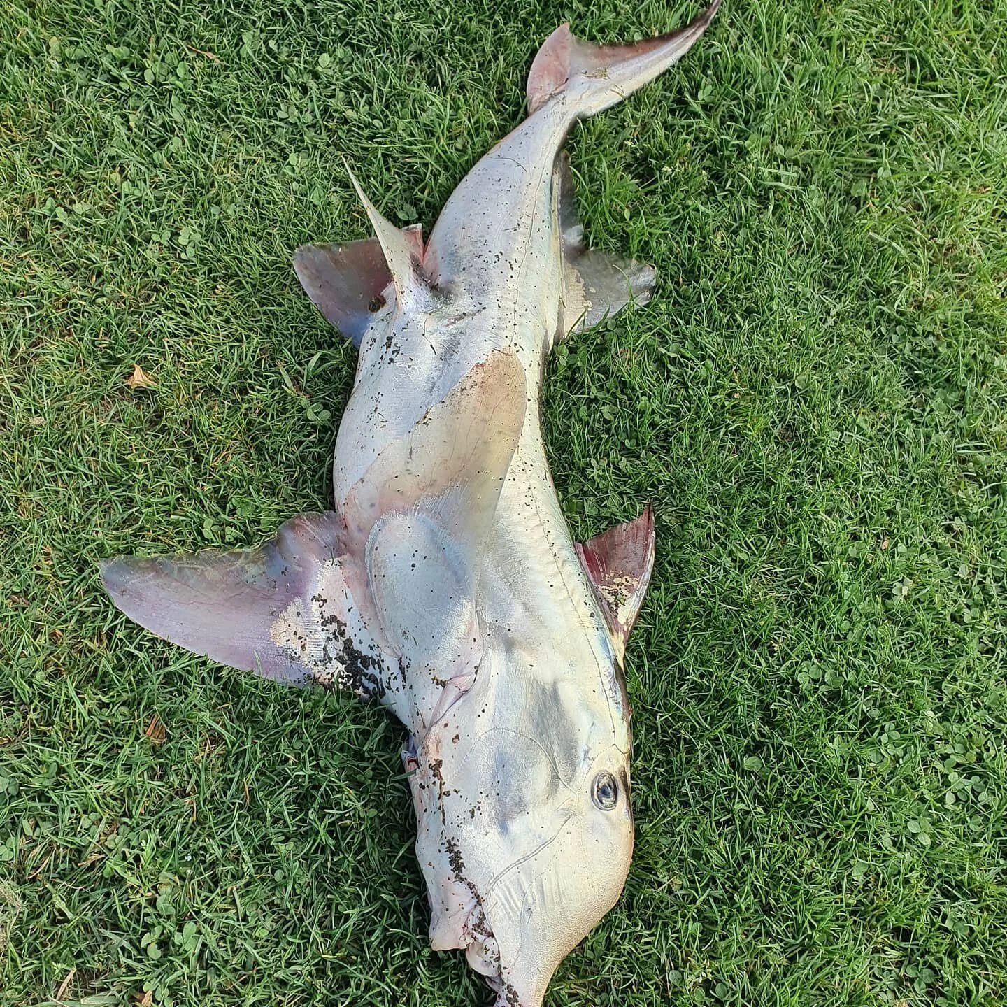 Thanks ocean  we'll enjoy this one