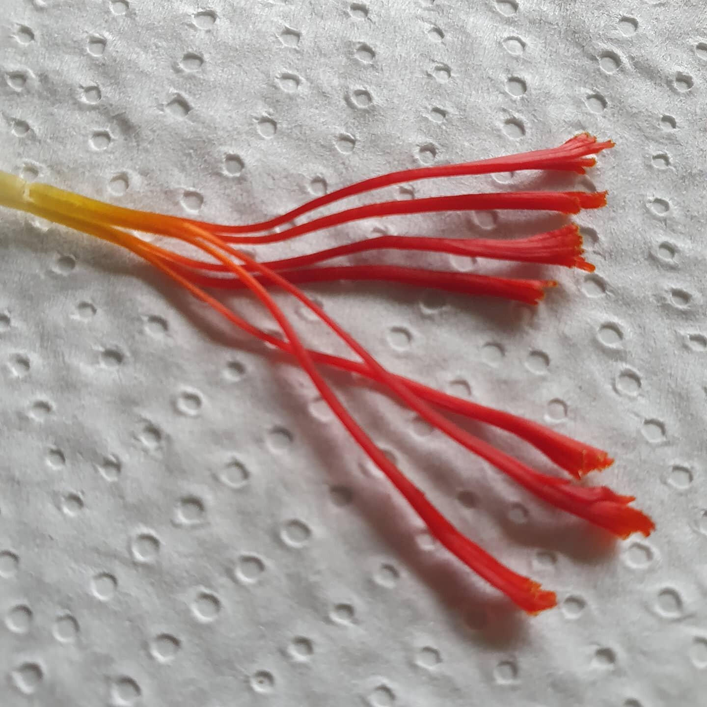 Crocus flowers normally have three red stigmas per flower (saffron) Delighted to find this beauty today. Our harvest is progressing well and weather being helpful fortunately.
Something to be grateful for in these crazy times.
Be safe and well everyone
#nzsaffron #artisanfood #gourmetfood #locallygrownspice