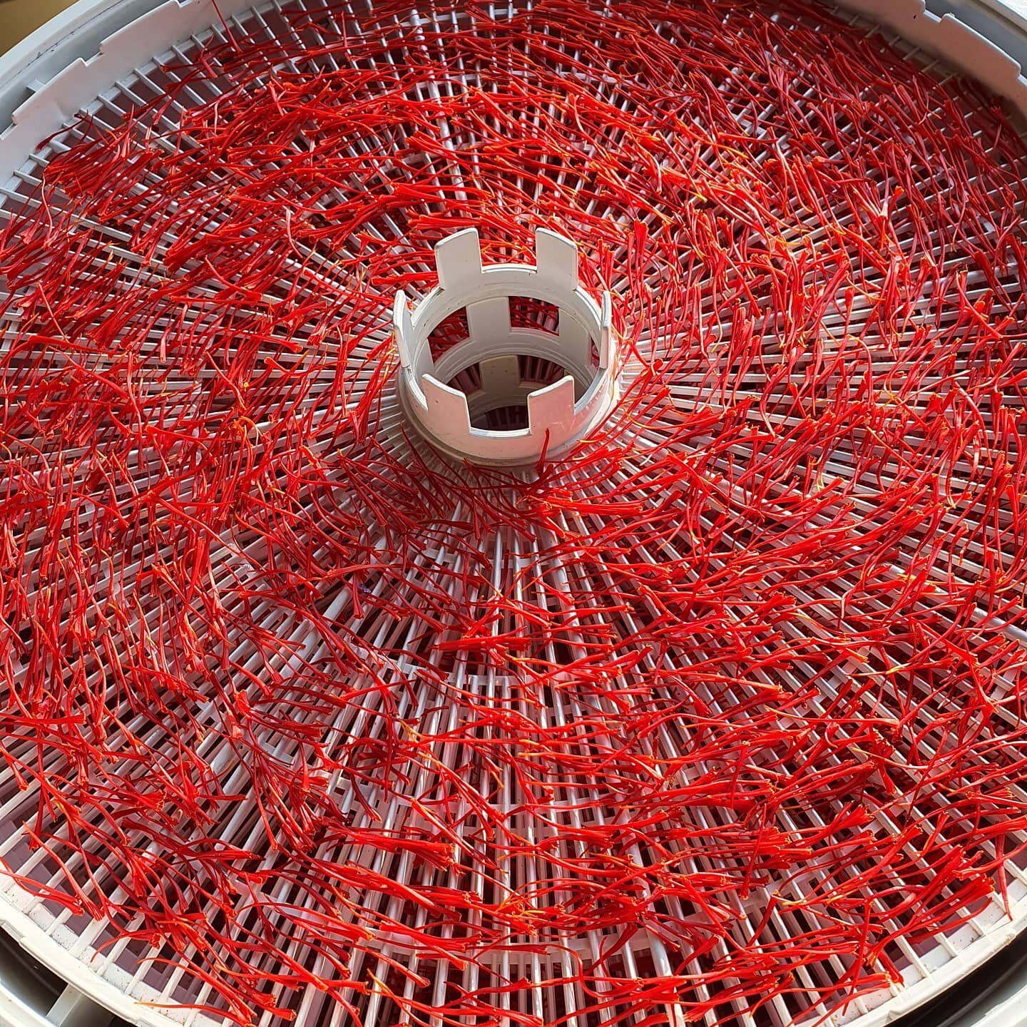 Busy day at the office, flowers starting to kick in at last. Delighting in pure, all red Sargol saffron. ❤❤❤ kiwi made, with passion &amp; pride
#kiwisaffron #sargolsaffronnz #artisanproduce #redgold #locallygrownnz