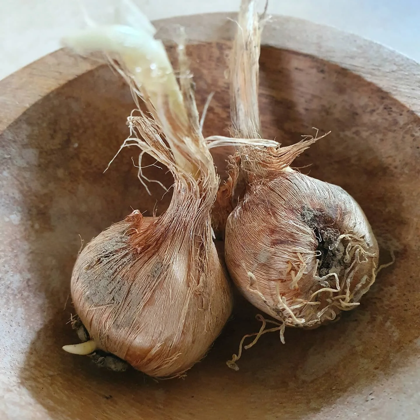 Ready..set..go..the flowering shoots are emerging and roots growing. Expecting flowers in a week or so. Corms are fat and healthy so expecting a good harvest after a reasonably hot summer down here.

It will be a major mission trying to harvest in lockdown conditions but our tiny dedicated team is ready to give it our best shot..some long days ahead. 
Watch this space for flower photos in the coming weeks. @kiwisaffronnz @kiwisaffron @artisangrowersnz @magicspicenz

Stay safe and well everyone, be kind and compassionate 💕💕💕💕💕💕💕 Steve and Jo