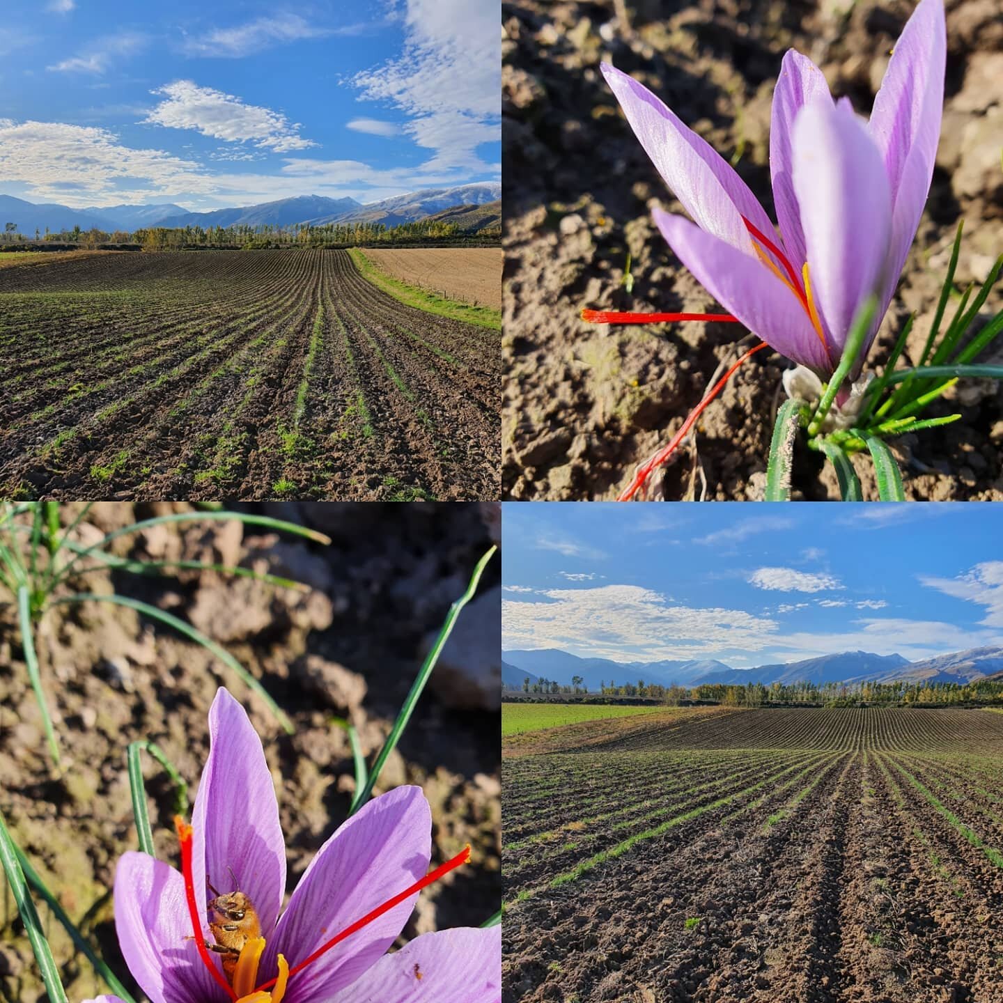 Full speed ahead in saffronland, crazy autumn season and crazy times in general. Definitely 2020 will be one to remember.
#kiwisaffron #localproduct #nzgrown #artisanfood #worldclasssargolsaffron
#lovesaffron